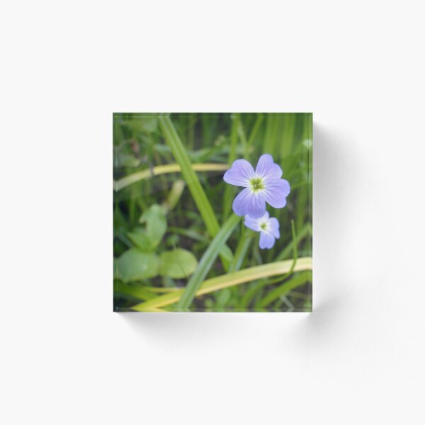 Tiny Blue Wildflower Acrylic Block