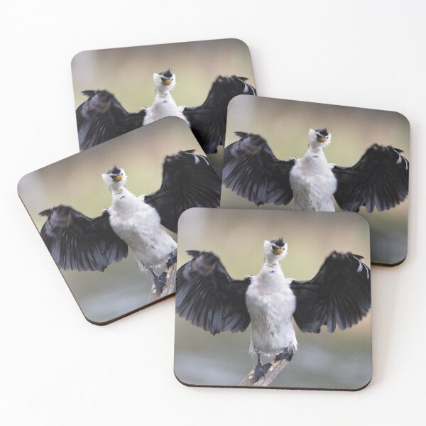 Item preview, Pied cormorant - Australian bird designed and sold by Tara Smithson.