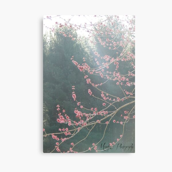 Fairy Spring #1 Canvas Print