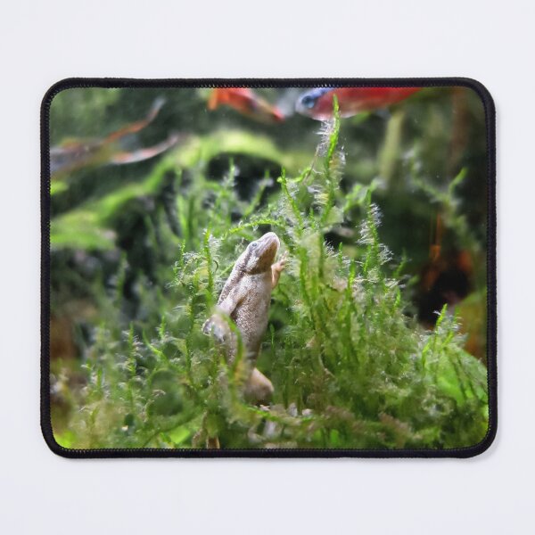 Item preview, African dwarf frog designed and sold by Stillherex.com Stillherex.es.