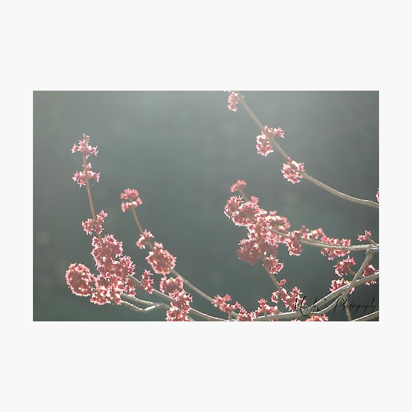 Fairy Spring #2 Photographic Print