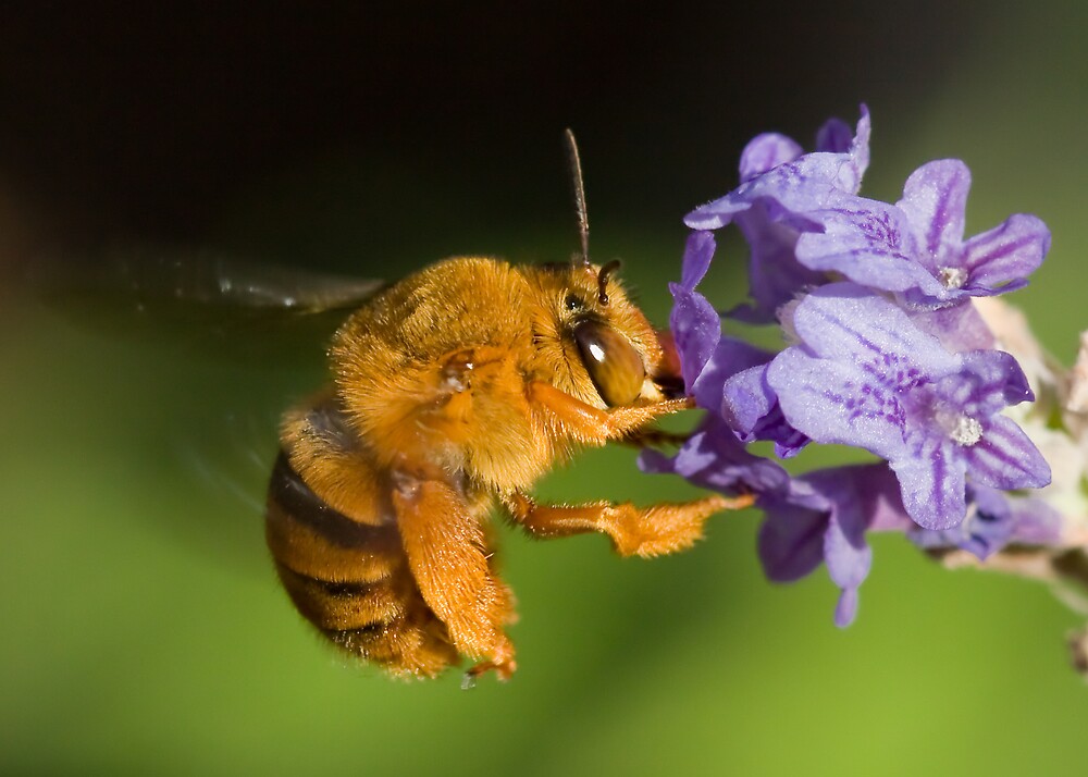 Gifted Bear Bee