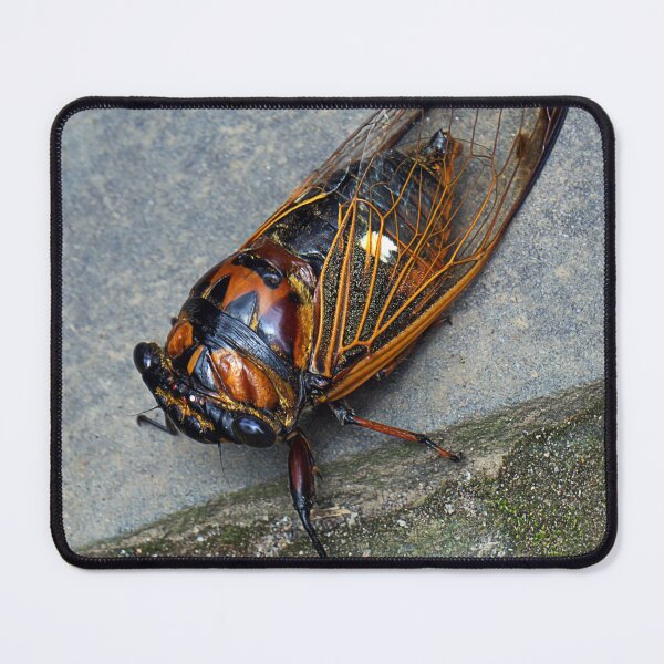 Item preview, CICADA designed and sold by likbatonboot.