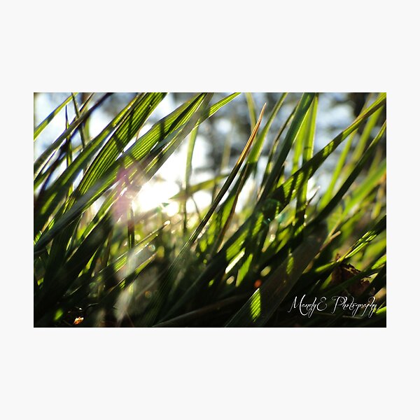 Grass in Sunlight #1 Photographic Print