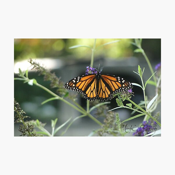 Monarch Photographic Print