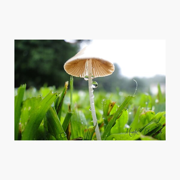 Mushroom in Morning Dew Photographic Print