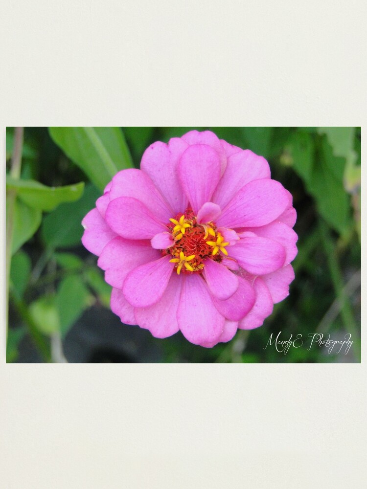 Alternate view of Pink Wildflower #2 Photographic Print