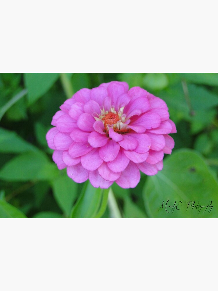 Pink Wildflower #3 by Br0wnEyedQueen