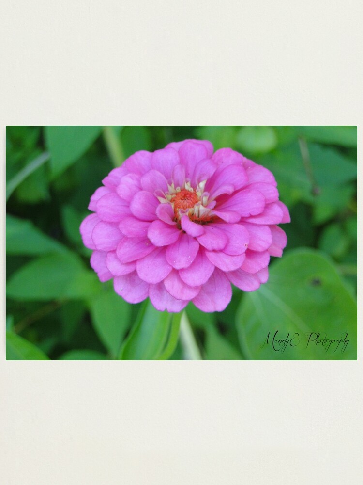Alternate view of Pink Wildflower #3 Photographic Print