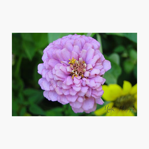 Pink Wildflower #4 Photographic Print