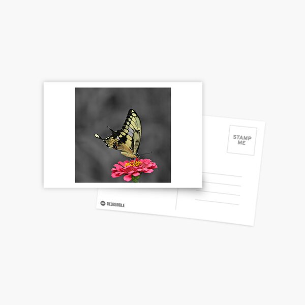 Tiger Swallowtail Postcard