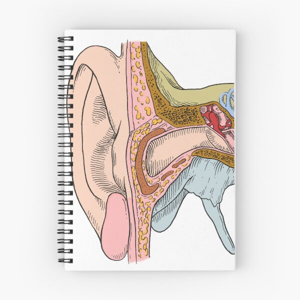 Item preview, Ear Anatomy designed and sold by ScienceSource.