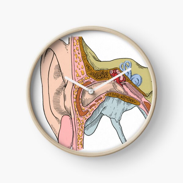 Item preview, Ear Anatomy designed and sold by ScienceSource.