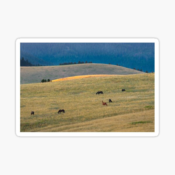 Horses in a Golden Field Sticker
