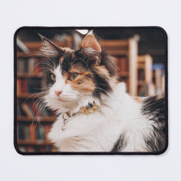 Item preview, Charlotte at 2nd Chance Books designed and sold by Lillyjoyphoto.