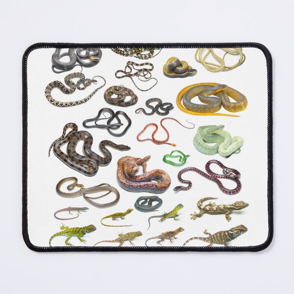 Item preview, Poster: Reptiles of Yasuni National Park - Ecuador designed and sold by vincentpremel.