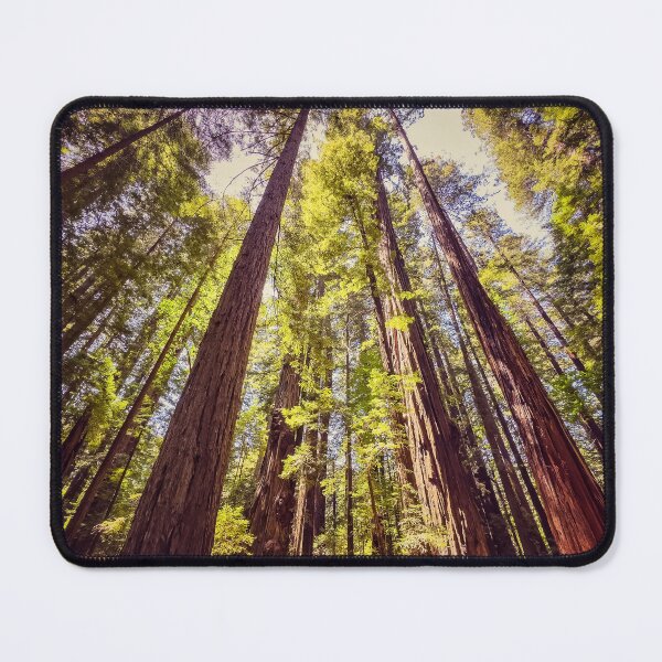 Item preview, Coastal Redwoods designed and sold by jvnimages.