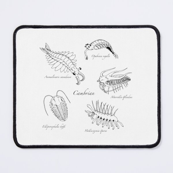 Item preview, Cambrian Life (Hand Writing Style Font) designed and sold by DavidNeffArt.