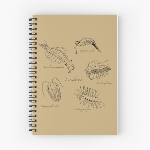 Item preview, Cambrian Life (Hand Writing Style Font) designed and sold by DavidNeffArt.