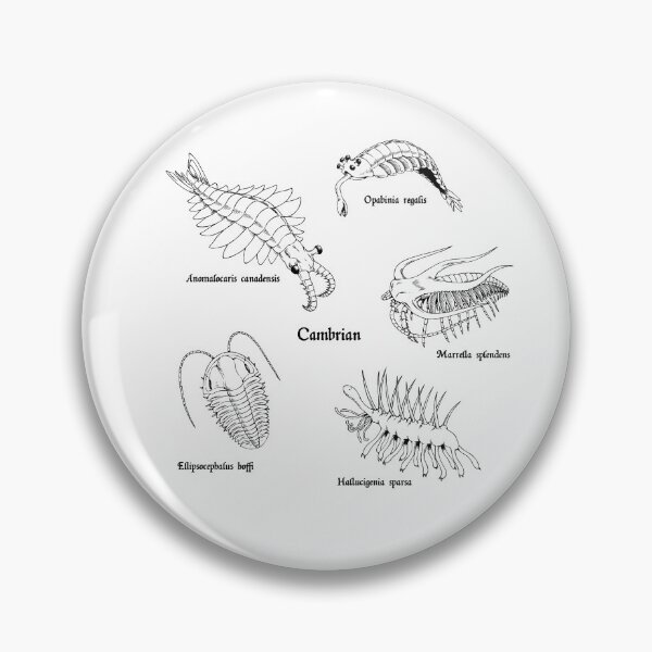 Item preview, Cambrian Life (Textbook Style Font) designed and sold by DavidNeffArt.