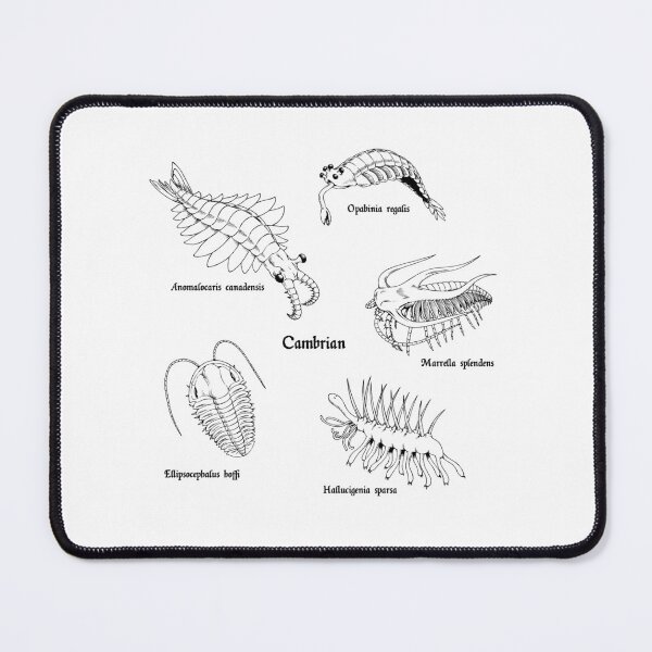 Item preview, Cambrian Life (Textbook Style Font) designed and sold by DavidNeffArt.