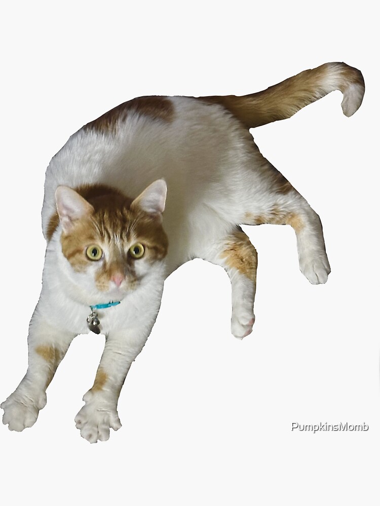 Cat Called Pumpkin Spreading Toes