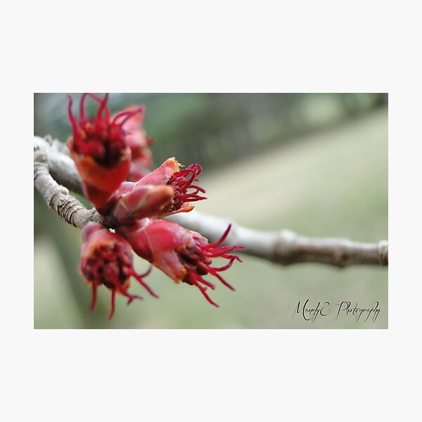 Red Maple Buds Photographic Print