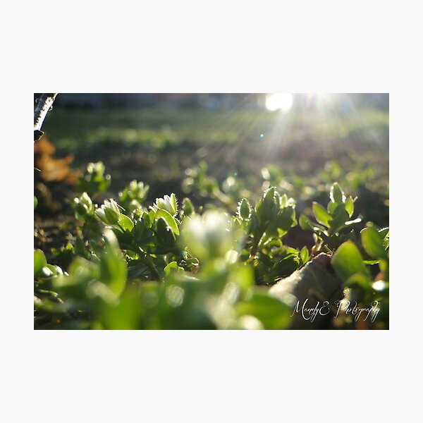 Soft Clovers #2 Photographic Print