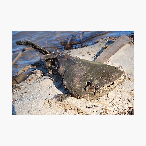 CatFish Photographic Print