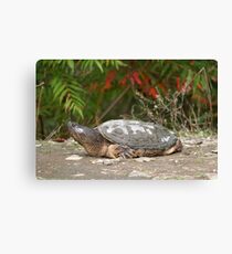 Gigantasaurus Canvas Print