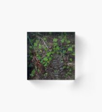 wet forest floor Acrylic Block