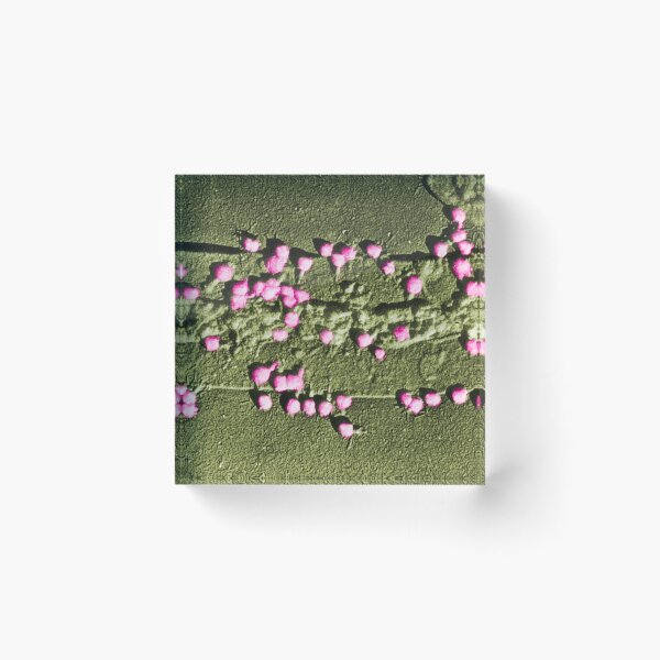 Item preview, E. Coli Cell Wall with T2 Bacteriophages designed and sold by ScienceSource.