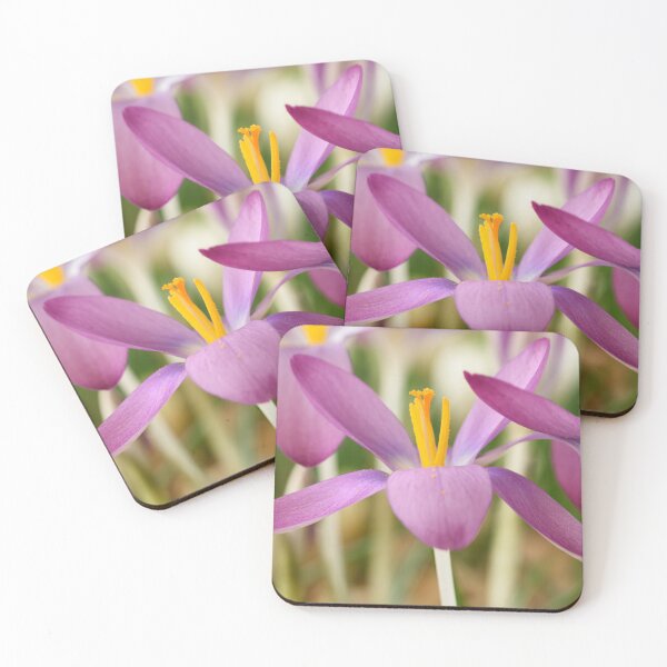 Item preview,  Crocus tommasinianus 'Roseus' designed and sold by Chris Burrows.