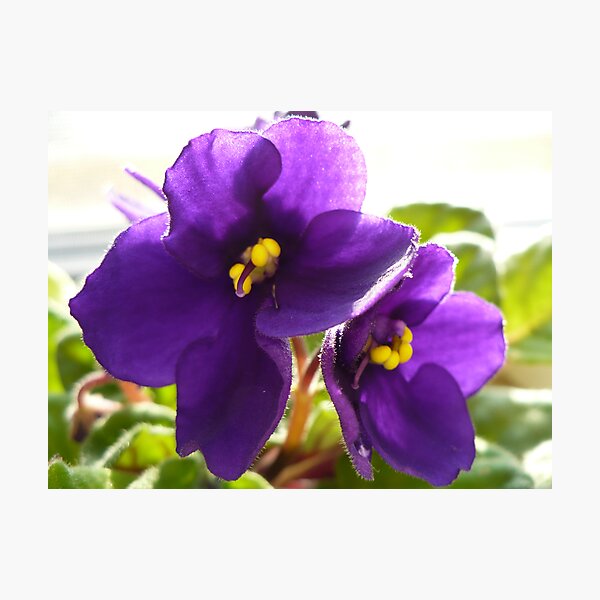 African Violets Photographic Print