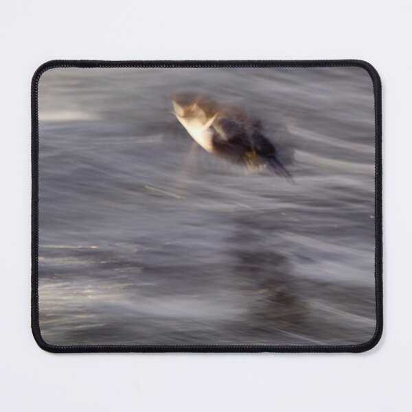 Item preview, Fairy of the river. White-throated dipperFairy of the river. White-throated dipper designed and sold by Jouko Lehto Photography.
