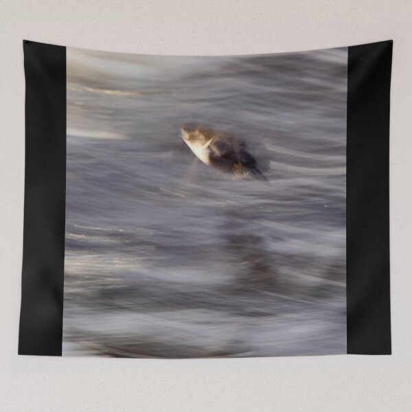 Item preview, Fairy of the river. White-throated dipperFairy of the river. White-throated dipper designed and sold by Jouko Lehto Photography.