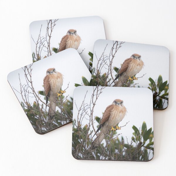 Item preview, Nankeen Kestrel at Dusk - kestrel designed and sold by Tara Smithson.