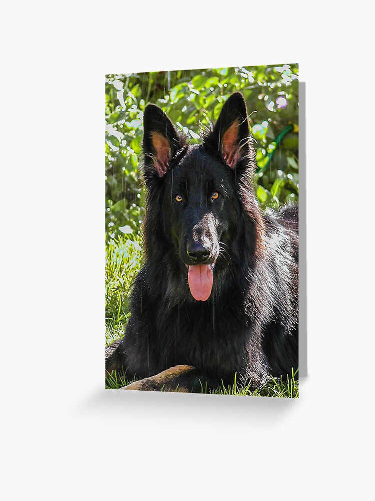 Black long 2025 haired alsatian