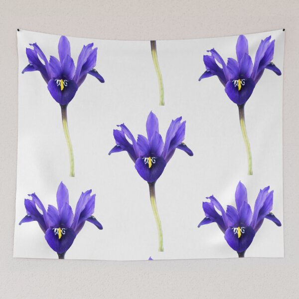 Item preview, Iris  'Palm Springs'  Reticulata   designed and sold by Chris Burrows.