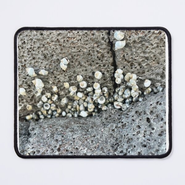 Item preview, Shell colony designed and sold by KimberlyBozeman.