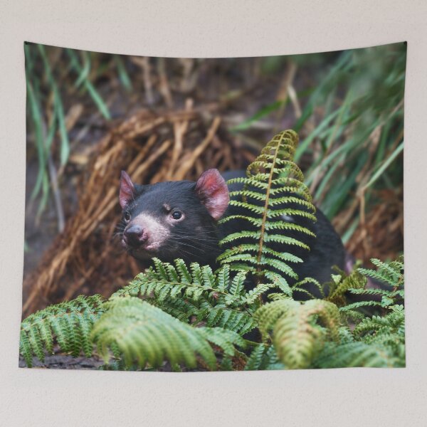 Item preview, Tasmanian Devil Encounter designed and sold by rawshutterbug.