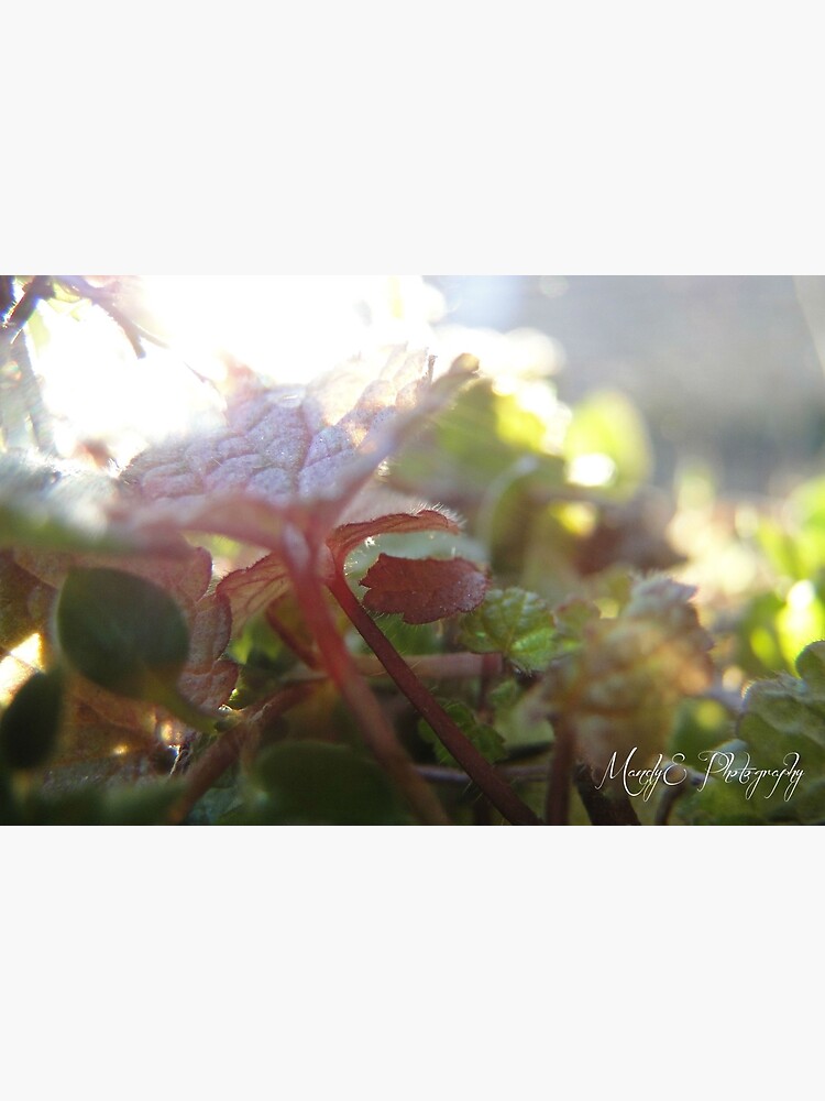 Soft Clovers #5 by Br0wnEyedQueen