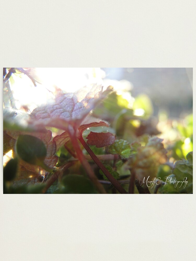 Alternate view of Soft Clovers #5 Photographic Print