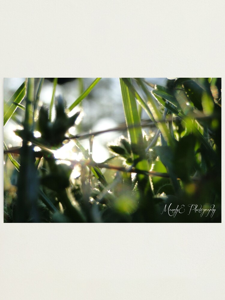 Alternate view of Soft Clovers #6 Photographic Print