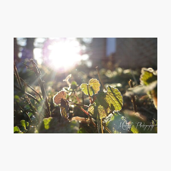 Soft Clovers #7 Photographic Print