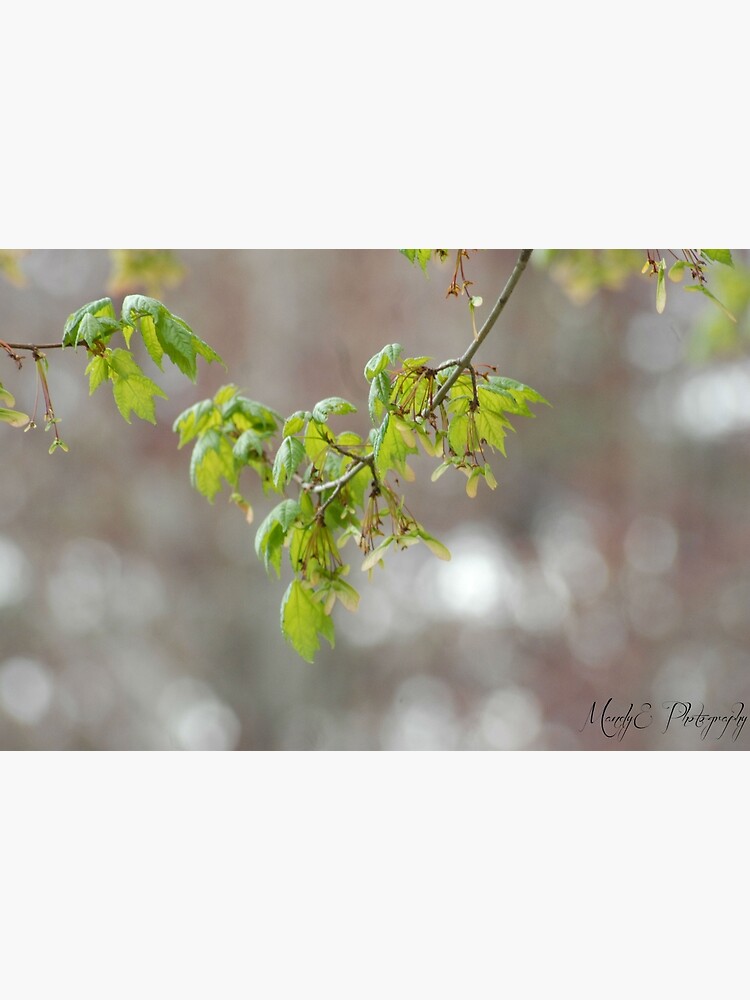 Spring Blossoms by Br0wnEyedQueen