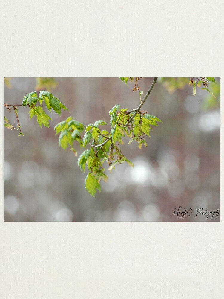 Alternate view of Spring Blossoms Photographic Print