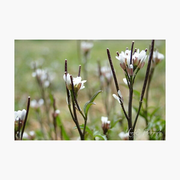 Cuckcoo Flower #5 Photographic Print