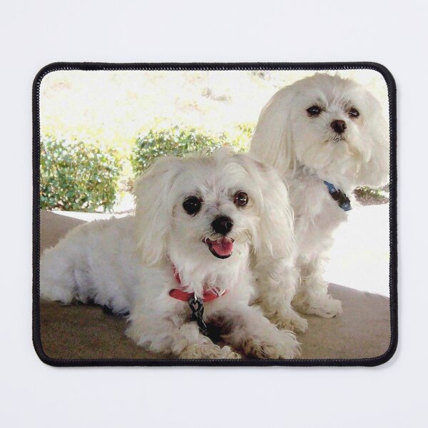 Item preview, Maltese dogs designed and sold by Carlo Varo.