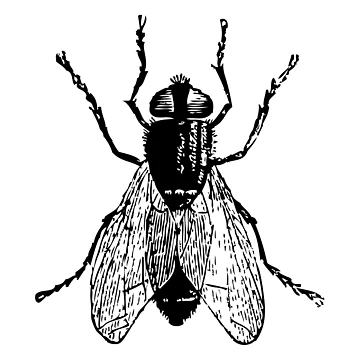 Artwork thumbnail, Fly Insect by NikoVerse Studio